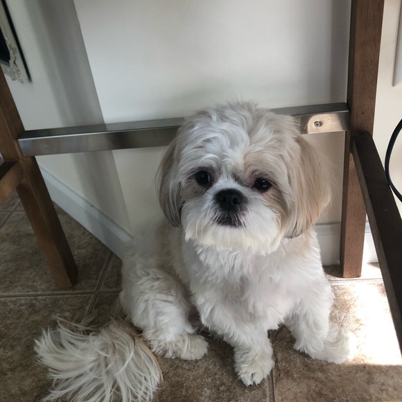 Other - This is my dog Riker